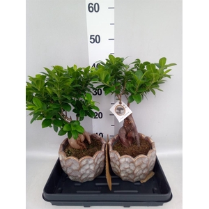 Ficus microcarpa 'Ginseng'