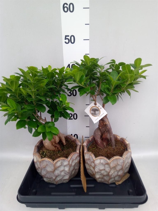 <h4>Ficus microcarpa 'Ginseng'</h4>