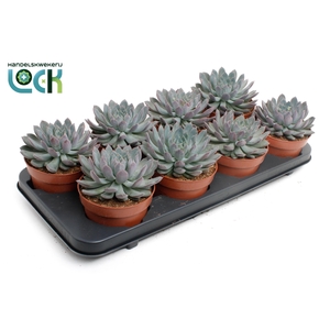 Echeveria Pelisuda