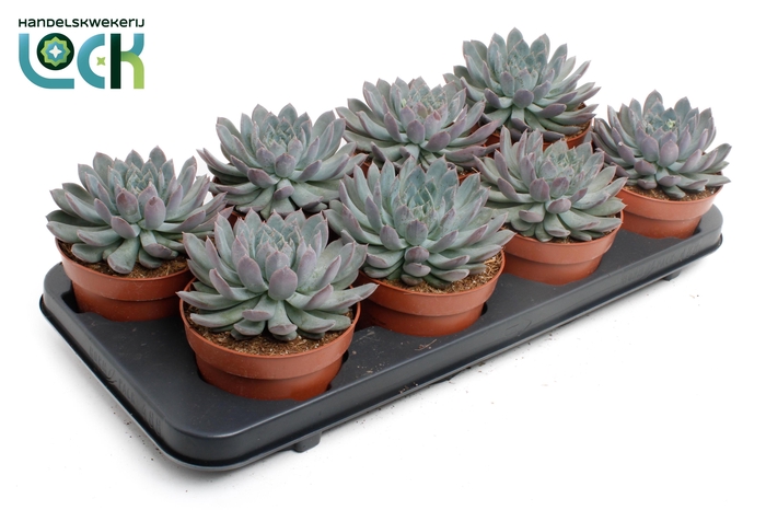 <h4>Echeveria Pelisuda</h4>