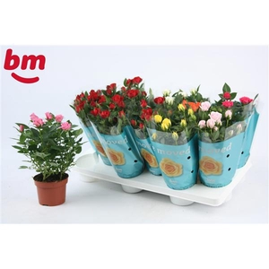 Rosa Beau Monde gemengd met 50% rood 10,5 cm