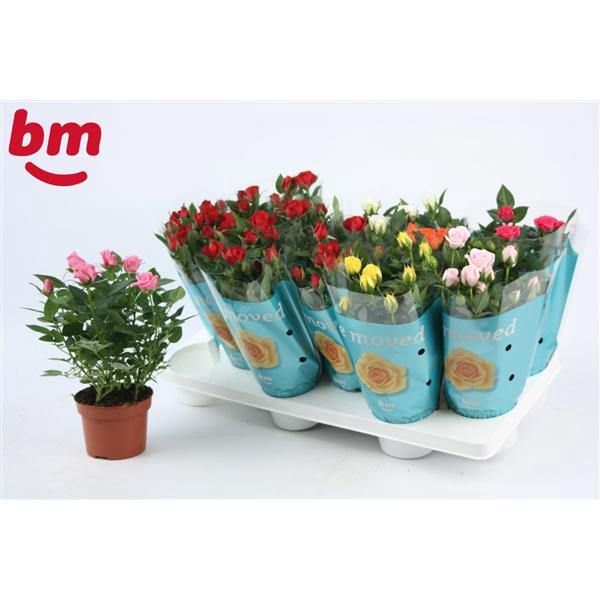 <h4>Rosa Beau Monde gemengd met 50% rood 10,5 cm</h4>