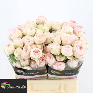 R Tr Mansfield Park Flora Ola