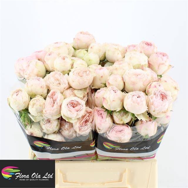 <h4>R Tr Mansfield Park Flora Ola</h4>