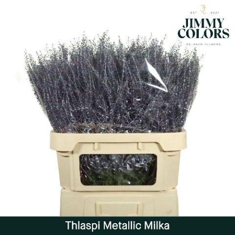 <h4>Thlaspi Gekleurd Mtlc. Milka</h4>