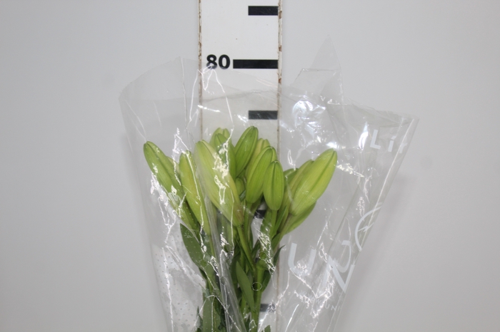 <h4>LIRIO RODENGO 070 CM HT 2/3 FLS BRANCO</h4>