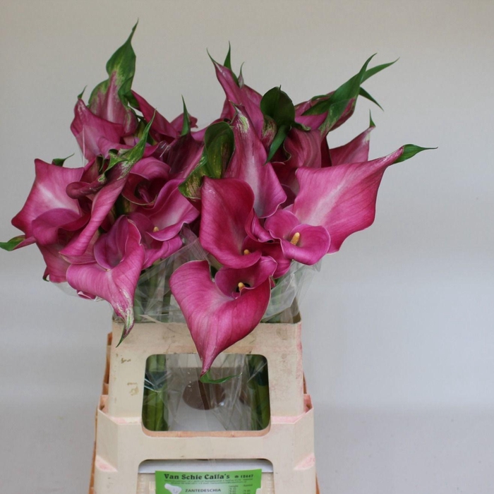 <h4>ZANT FANTASIA</h4>