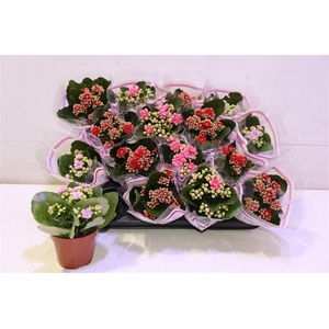 arr8 Kal Ge Gem 3 Kl