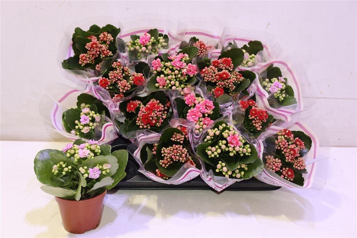 <h4>arr8 Kal Ge Gem 3 Kl</h4>