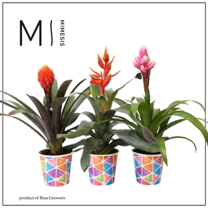 Mimesis Bromelia Royal Cupcake - 12cm in Burano papercup