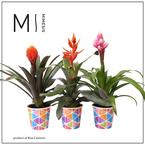<h4>Mimesis Bromelia Royal Cupcake - 12cm in Burano papercup</h4>