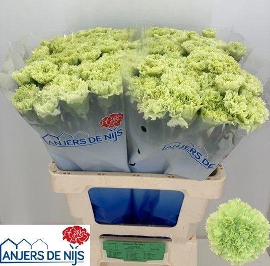 <h4>Dianthus st Goblin</h4>