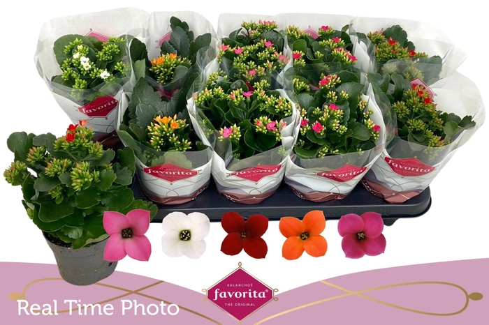 <h4>KAL EN GEM 5 KL</h4>