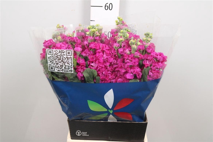 <h4>Matth Iron Rose</h4>