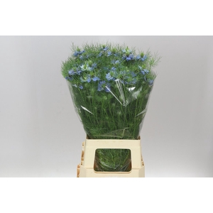 Nigella Jekyll Oxford Blue