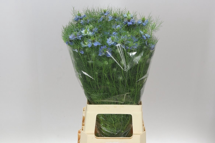 <h4>Nigella Jekyll Oxford Blue</h4>