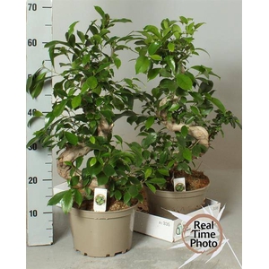 Ficus mi Ginseng 22Ø 70cm 1pp