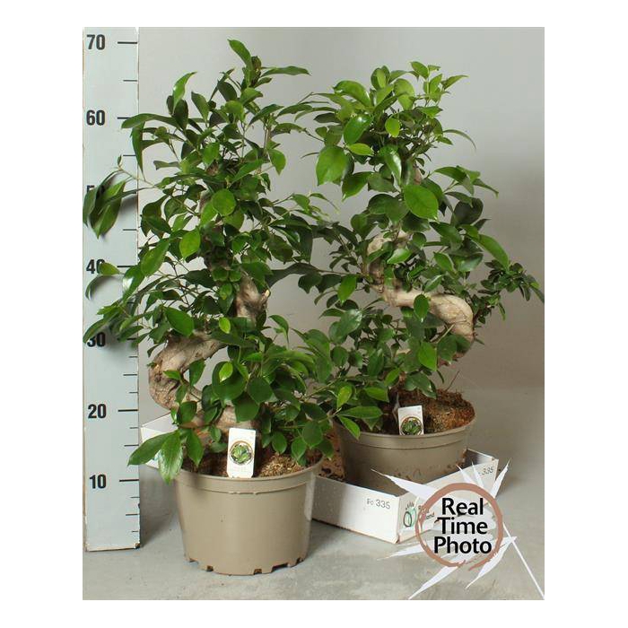 <h4>Ficus mi Ginseng 22Ø 70cm 1pp</h4>