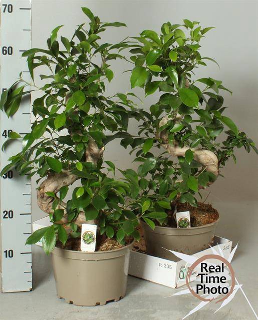 Ficus mi Ginseng 22Ø 70cm 1pp