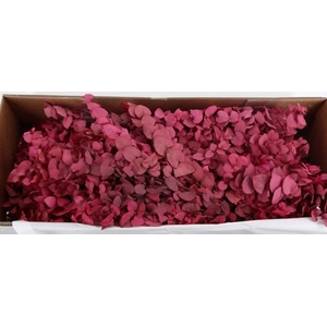 PF EUCA STUARTIANA FUCHSIA BS 150GR