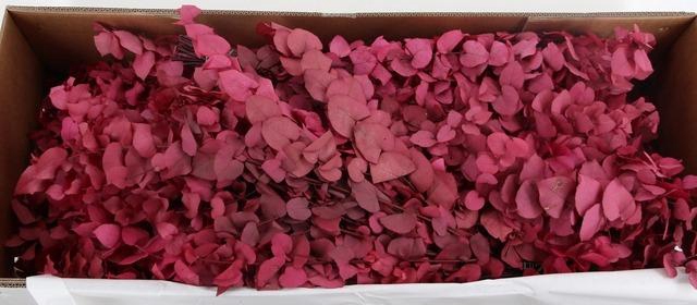 <h4>PF EUCA STUARTIANA FUCHSIA BS 150GR</h4>