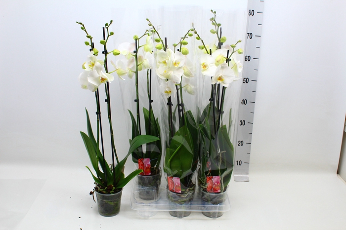 <h4>PHAL OV WIT</h4>