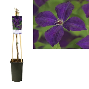 Clematis vit. 'Polish Spirit' +light label