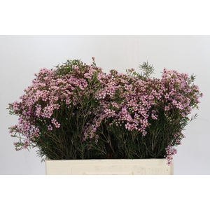 Chamelaucium Jupiter Solar