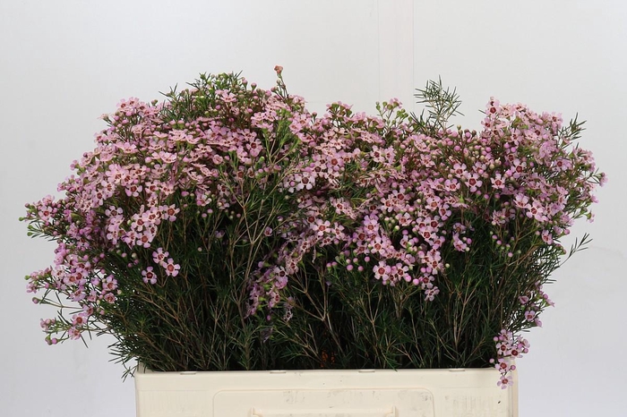 <h4>Chamelaucium Jupiter Solar</h4>