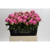 Paeonia Dr A Fleming