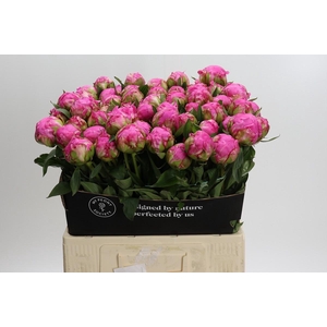 Paeonia Dr Alexander Fleming