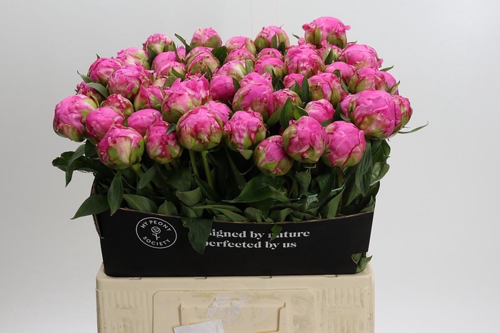 <h4>Paeonia Dr Alexander Fleming</h4>