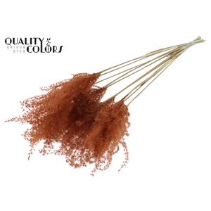 Miscanthus 5 pcs/bunch Brown