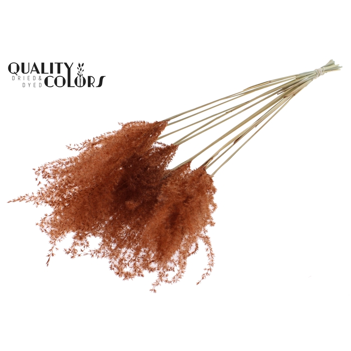 <h4>Miscanthus 5 pcs/bunch Brown</h4>