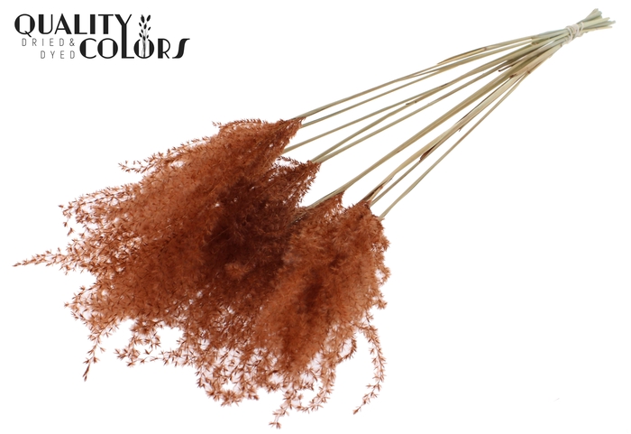 Miscanthus 5 pcs/bunch Brown