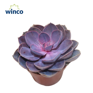 Echeveria Metallica Pearl