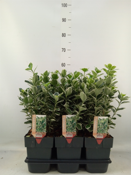 <h4>Euonymus japon. 'Kathy'</h4>