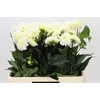 Dahlia White Isa