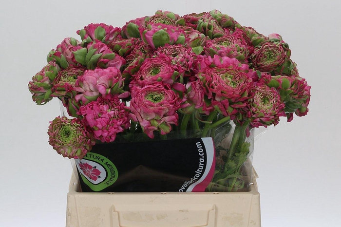 <h4>Ranunculus Pon Pon Fanny Extra</h4>