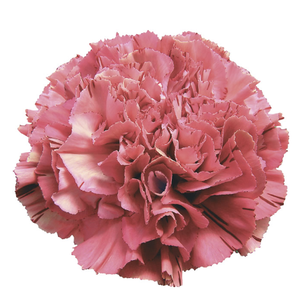 Di St Viper Wine Bicolor Burgundy 75cm CO