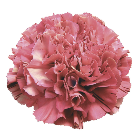 <h4>Di St Viper Wine Bicolor Burgundy 75cm CO</h4>