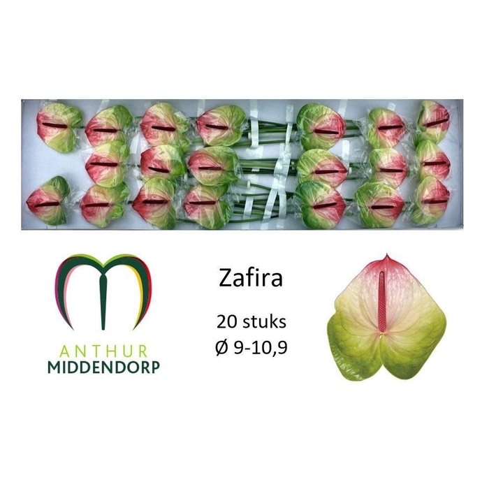 <h4>Anth A Zafira</h4>