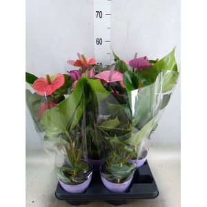 Anthurium andr. 'Cavalli'
