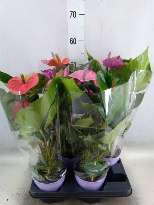 <h4>Anthurium andr. 'Cavalli'</h4>