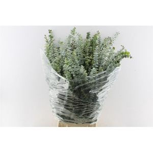 Euca Baby Blue Per Bunch 300 Gram Za