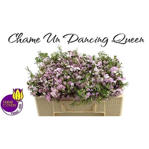 CHAME UN DANC QUEEN