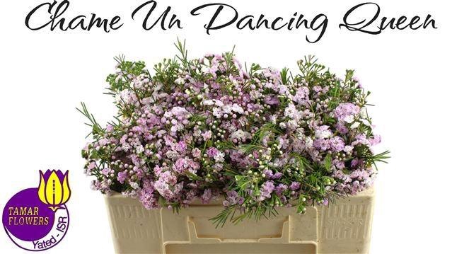 <h4>CHAME UN DANC QUEEN</h4>