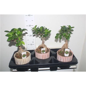 Fic Mi Ginseng Decopotten