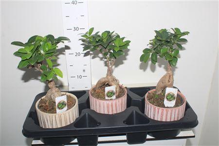 <h4>Fic Mi Ginseng Decopotten</h4>