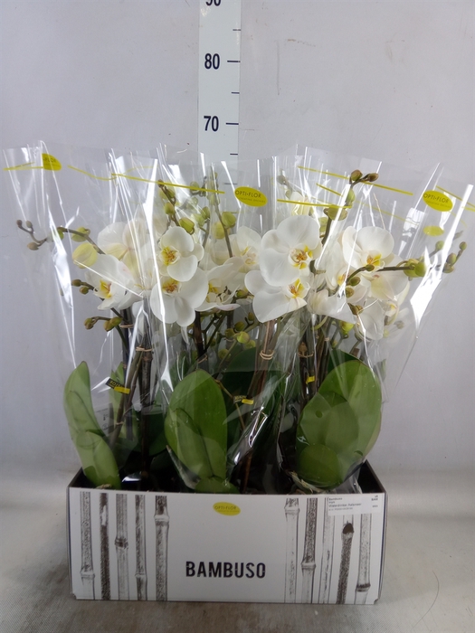 <h4>Phalaenopsis   ...white</h4>
